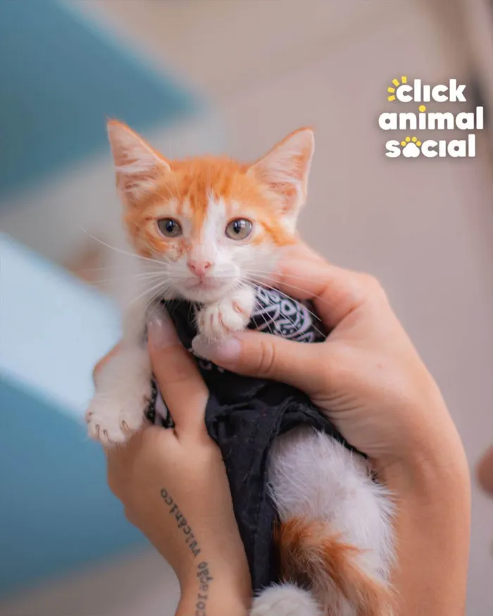 Gato raça SRD (SEM RAÇA DEFINIDA) idade Abaixo de 2 meses nome VINI