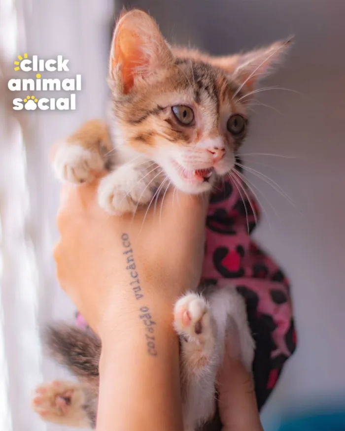 Gato ra a SRD (SEM RAÇA DEFINIDA) idade Abaixo de 2 meses nome VENUS