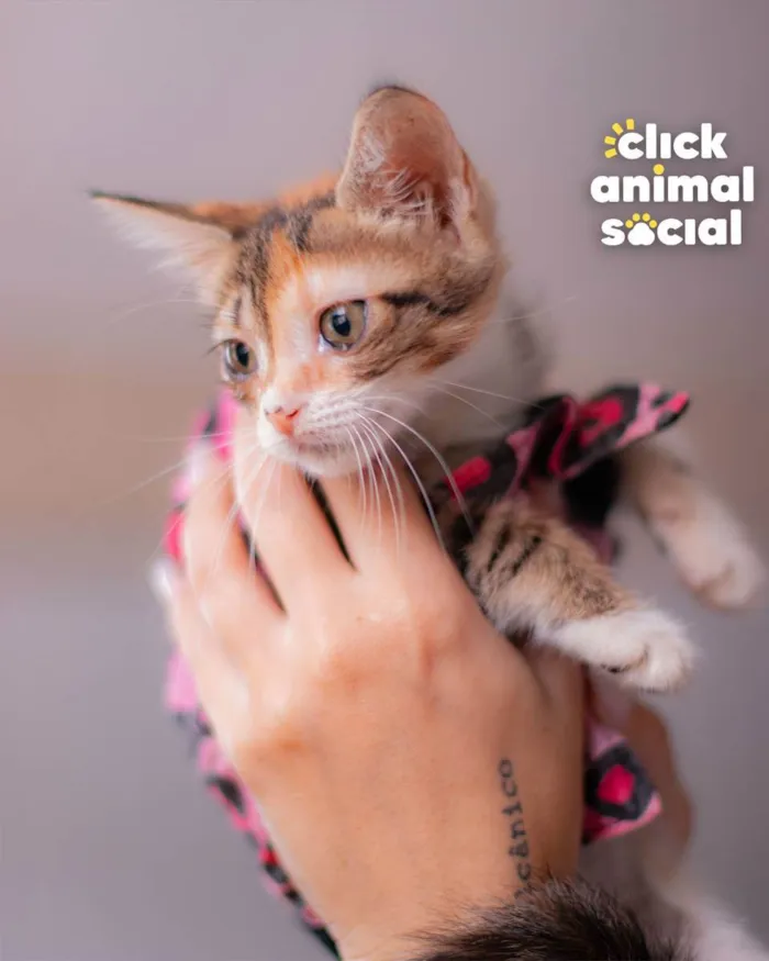 Gato ra a SRD (SEM RAÇA DEFINIDA) idade Abaixo de 2 meses nome VENUS