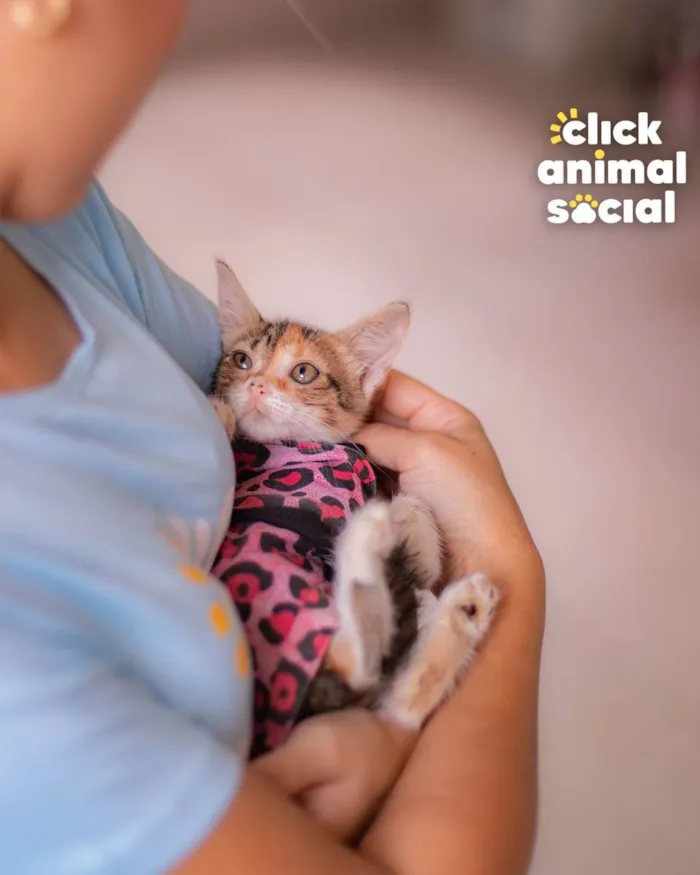 Gato ra a SRD (SEM RAÇA DEFINIDA) idade Abaixo de 2 meses nome VENUS