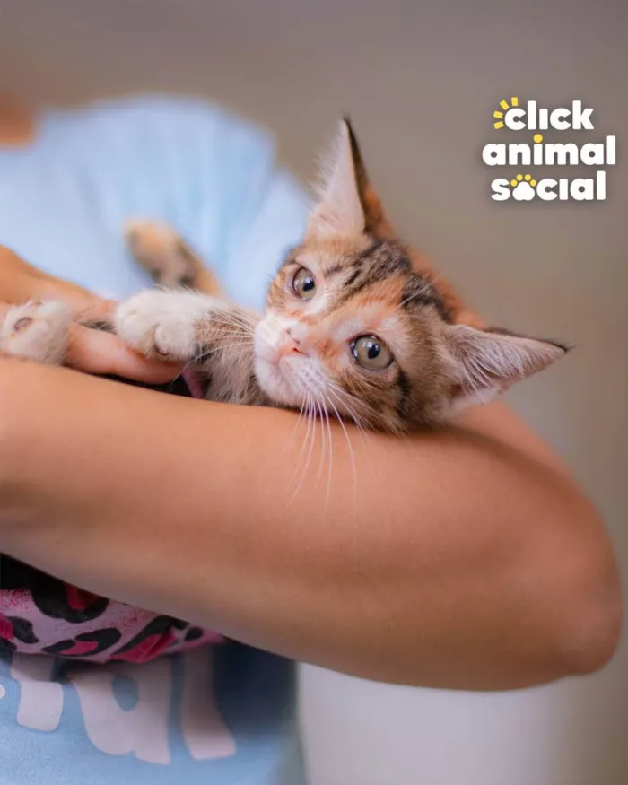 Gato ra a SRD (SEM RAÇA DEFINIDA) idade Abaixo de 2 meses nome VENUS