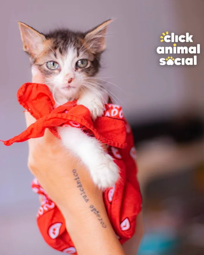 Gato ra a SRD (SEM RAÇA DEFINIDA) idade Abaixo de 2 meses nome VIVI