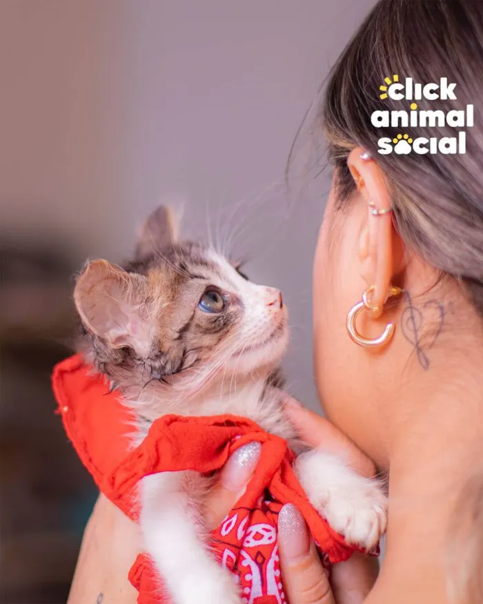 Gato ra a SRD (SEM RAÇA DEFINIDA) idade Abaixo de 2 meses nome VIVI