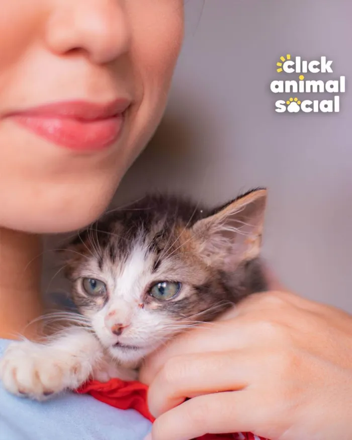 Gato ra a SRD (SEM RAÇA DEFINIDA) idade Abaixo de 2 meses nome VIVI