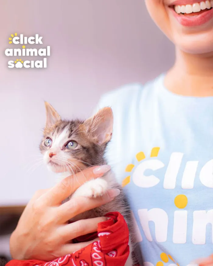 Gato ra a SRD (SEM RAÇA DEFINIDA) idade Abaixo de 2 meses nome VIVI
