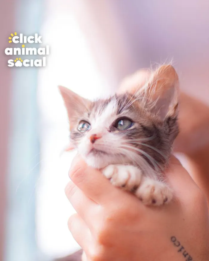 Gato ra a SRD (SEM RAÇA DEFINIDA) idade Abaixo de 2 meses nome VIVI