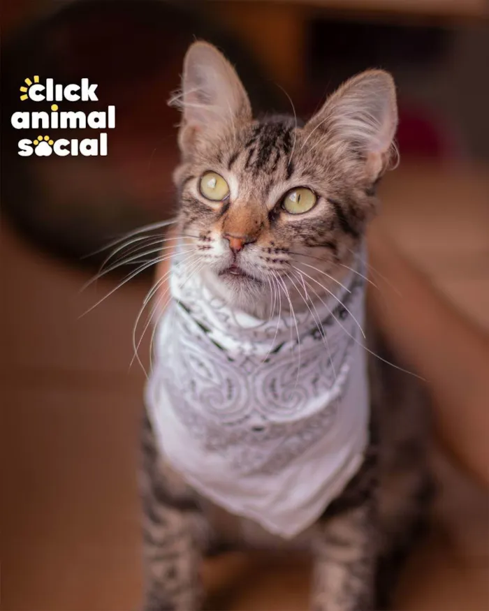 Gato raça SRD (SEM RAÇA DEFINIDA) idade 2 a 6 meses nome GANDHI