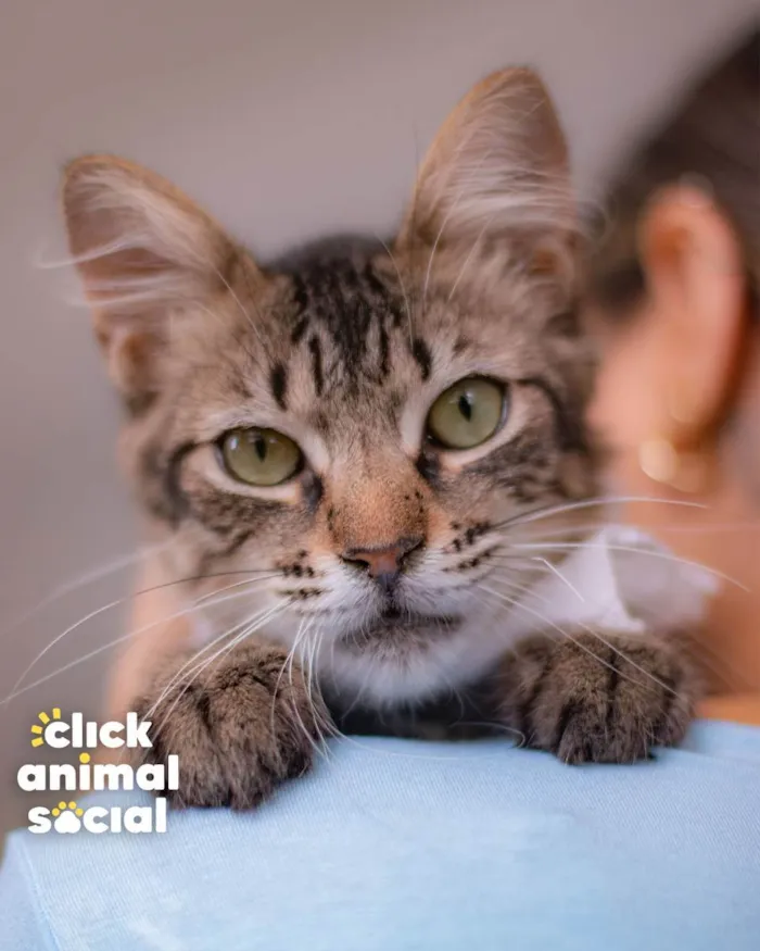 Gato raça SRD (SEM RAÇA DEFINIDA) idade 2 a 6 meses nome GANDHI