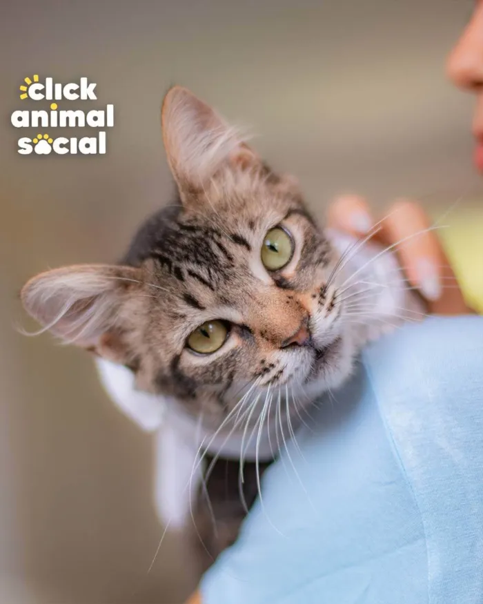 Gato raça SRD (SEM RAÇA DEFINIDA) idade 2 a 6 meses nome GANDHI