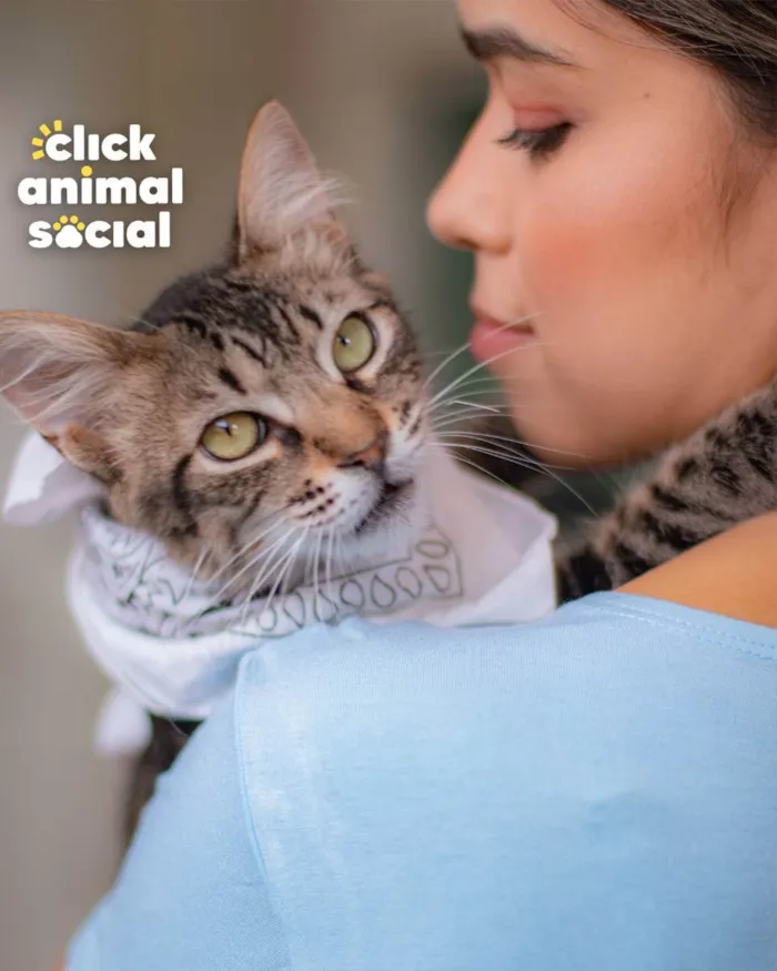 Gato raça SRD (SEM RAÇA DEFINIDA) idade 2 a 6 meses nome GANDHI