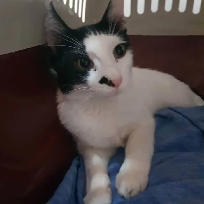 Gato ra a Felino SRD idade 2 a 6 meses nome Menina linda