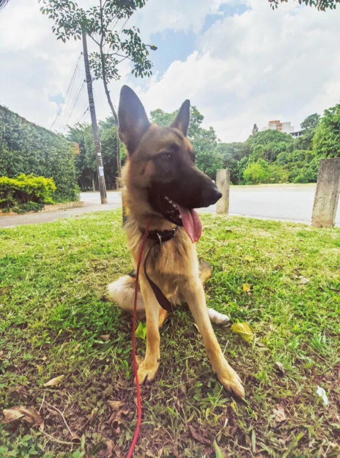 Cachorro ra a Pastor alemão  idade 1 ano nome Malik