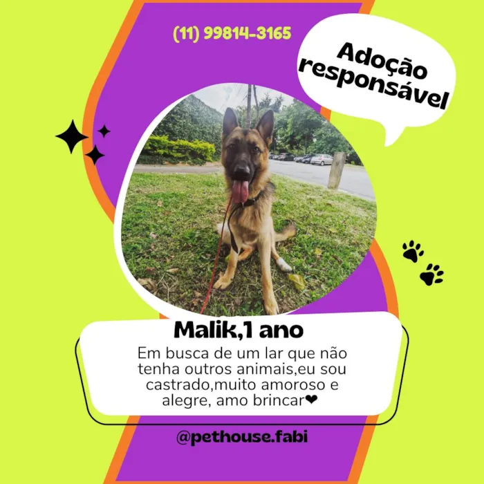 Cachorro ra a Pastor alemão  idade 1 ano nome Malik