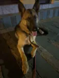 Malik
