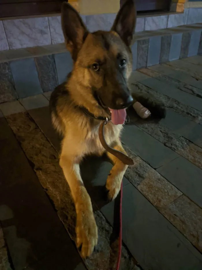 Cachorro ra a Pastor alemão  idade 1 ano nome Malik
