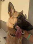 Malik