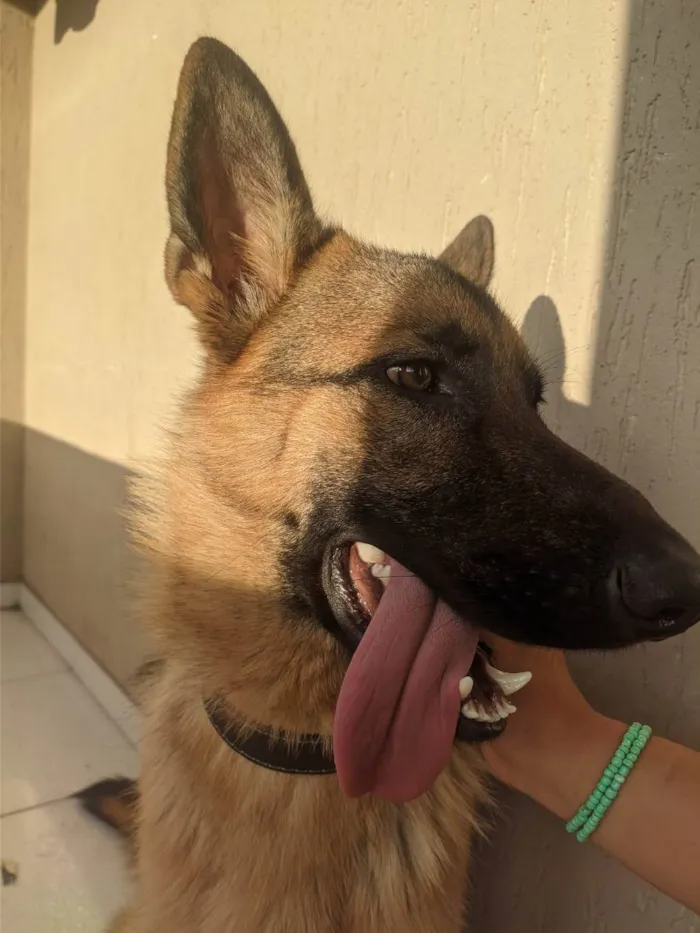 Cachorro ra a Pastor alemão  idade 1 ano nome Malik