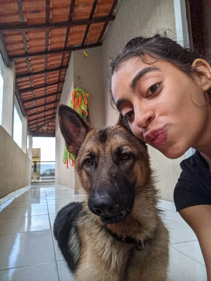 Cachorro ra a Pastor alemão  idade 1 ano nome Malik