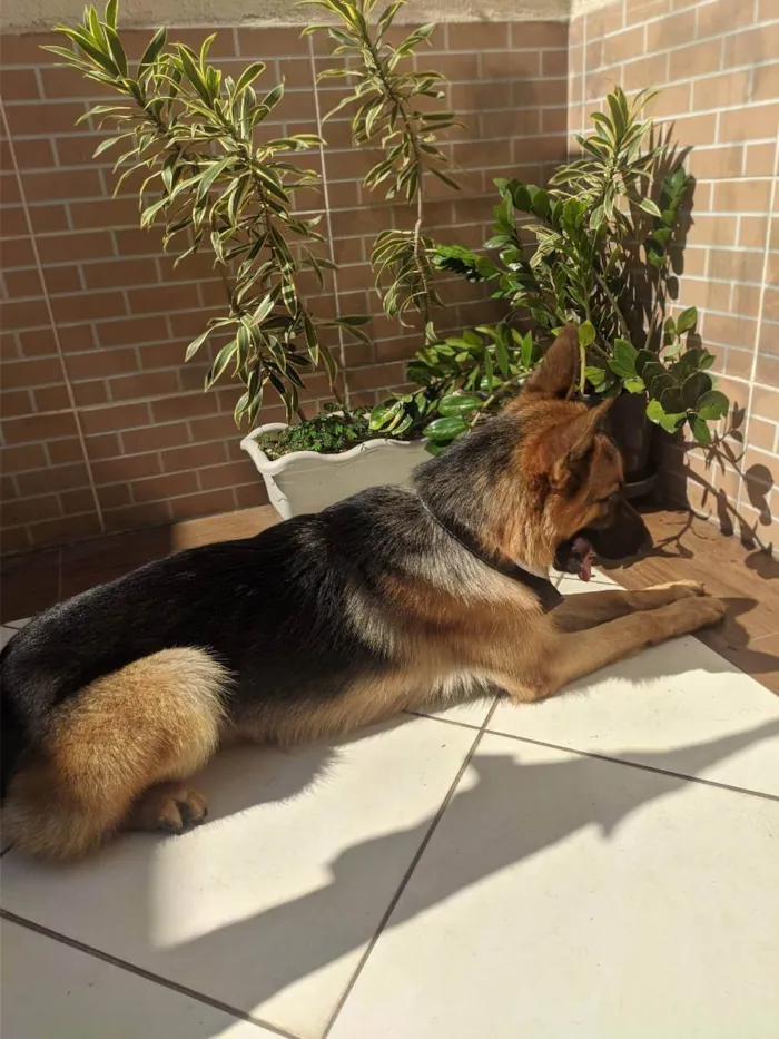 Cachorro ra a Pastor alemão  idade 1 ano nome Malik