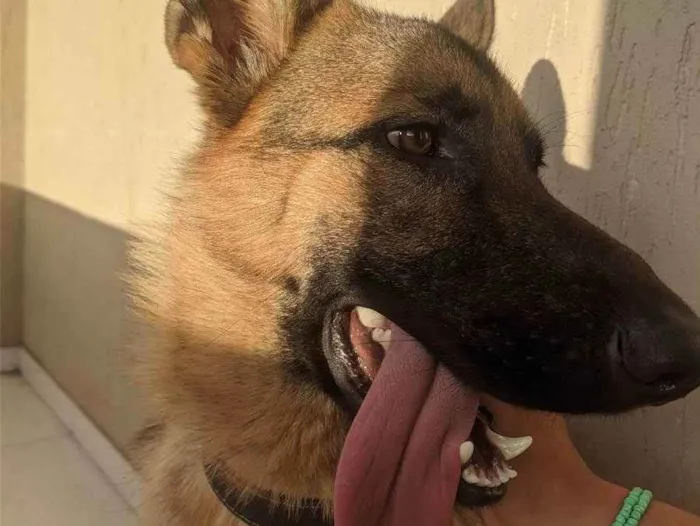 Cachorro ra a Pastor alemão  idade 1 ano nome Malik