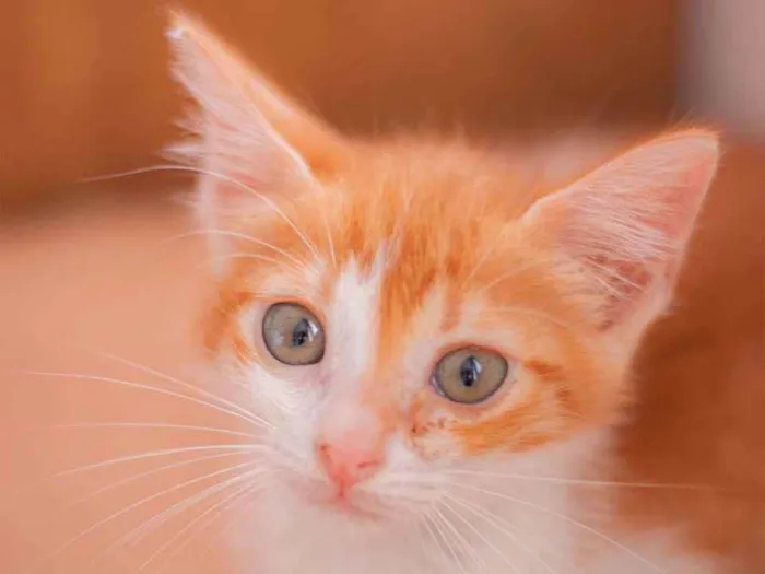 Gato raça SRD (SEM RAÇA DEFINIDA) idade Abaixo de 2 meses nome VINI