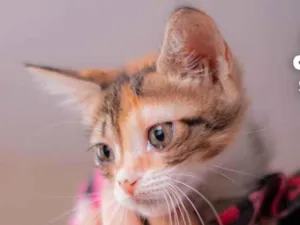Gato raça SRD (SEM RAÇA DEFINIDA) idade Abaixo de 2 meses nome VENUS