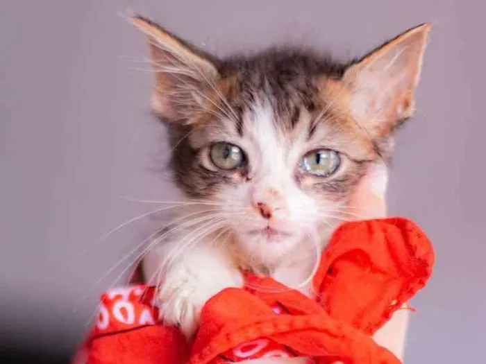 Gato ra a SRD (SEM RAÇA DEFINIDA) idade Abaixo de 2 meses nome VIVI