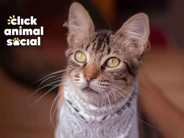 Gato raça SRD (SEM RAÇA DEFINIDA) idade 2 a 6 meses nome GANDHI