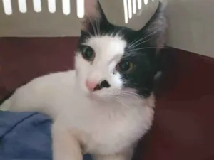 Gato raça Felino SRD idade 2 a 6 meses nome Menina linda