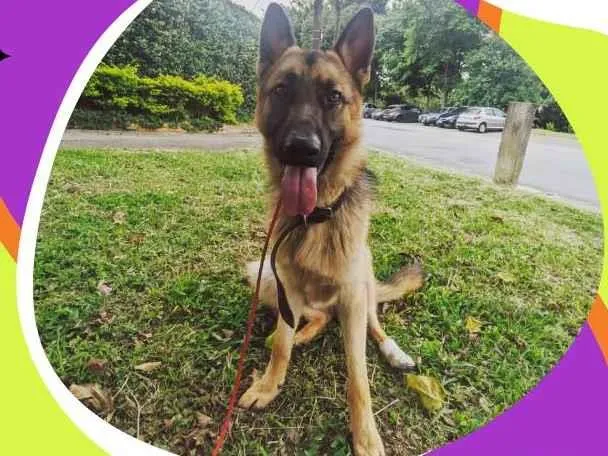 Cachorro ra a Pastor alemão  idade 1 ano nome Malik