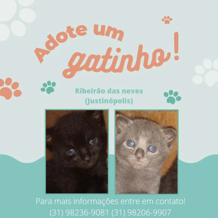 Gato ra a Sem raça definida  idade Abaixo de 2 meses nome Sem nomes