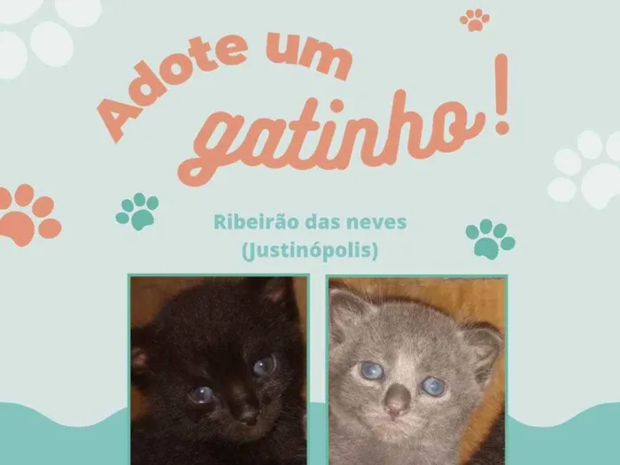 Gato ra a Sem raça definida  idade Abaixo de 2 meses nome Sem nomes