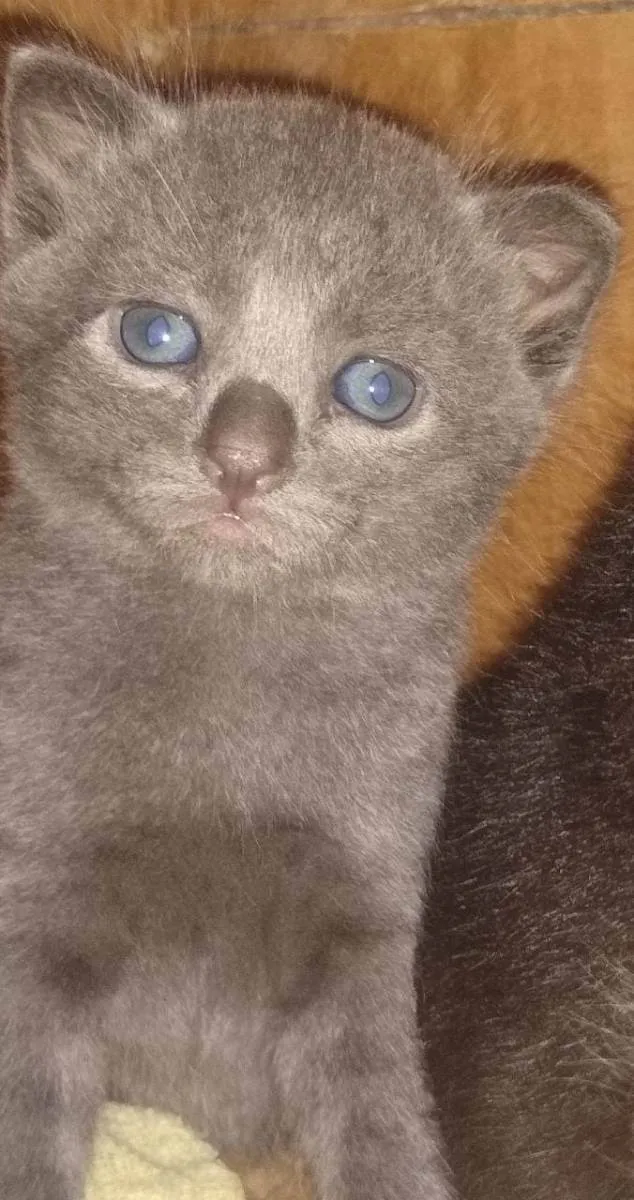 Gato ra a Sem raça definida  idade Abaixo de 2 meses nome Sem nomes