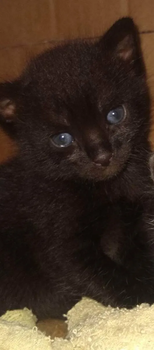 Gato ra a Sem raça definida  idade Abaixo de 2 meses nome Sem nomes