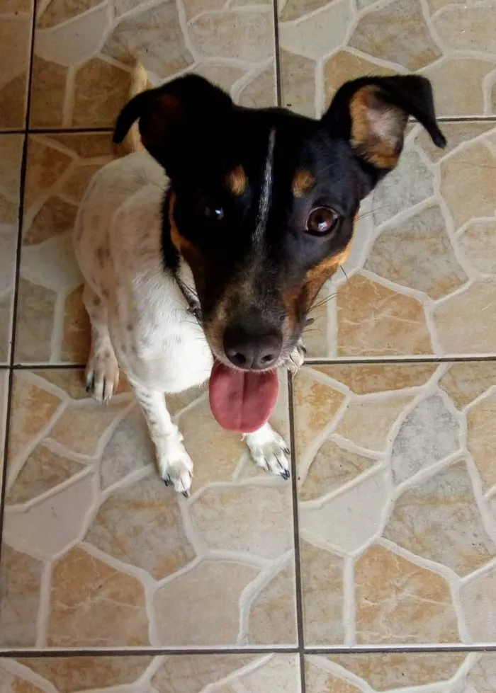 Cachorro ra a Viralata idade 4 anos nome Biscoito 