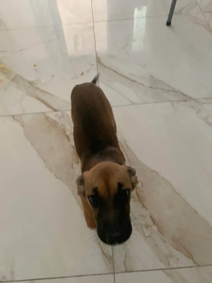 Cachorro ra a Mistura de raças  idade 2 a 6 meses nome Cloe