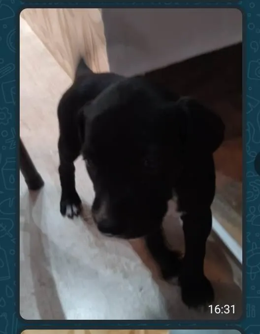 Cachorro ra a Srd idade Abaixo de 2 meses nome Sem nome 