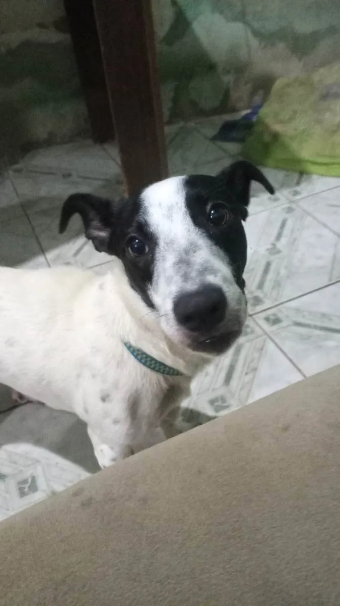 Cachorro raça vira-lata idade 7 a 11 meses nome Billy