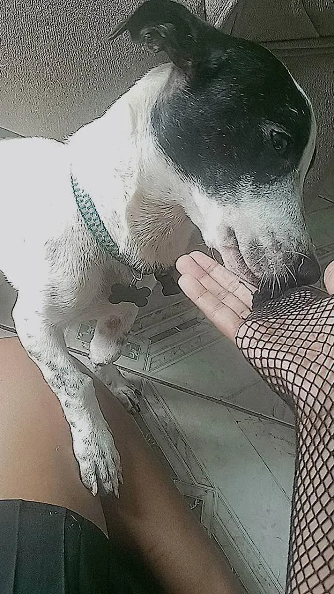 Cachorro raça vira-lata idade 7 a 11 meses nome Billy