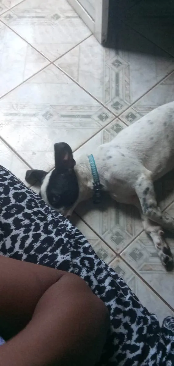 Cachorro raça vira-lata idade 7 a 11 meses nome Billy