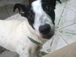 Cachorro raça vira-lata idade 7 a 11 meses nome Billy