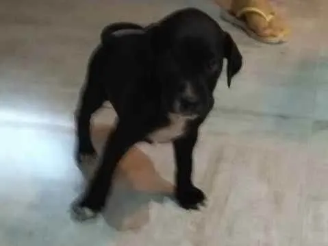 Cachorro ra a Srd idade Abaixo de 2 meses nome Sem nome 