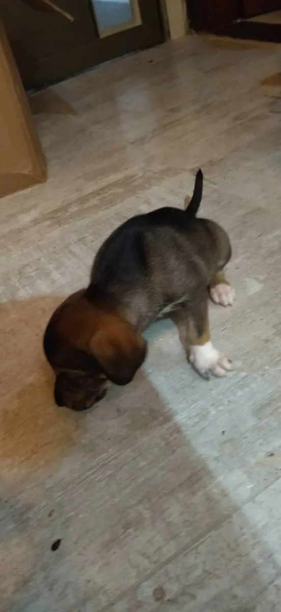 Cachorro ra a Srd idade Abaixo de 2 meses nome Sem nome