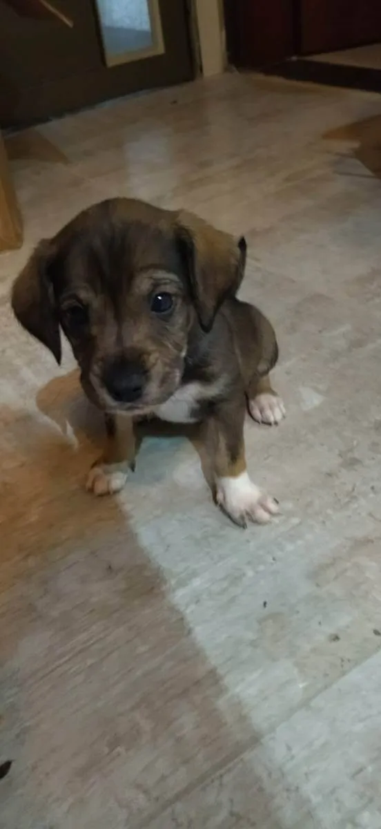 Cachorro ra a Srd idade Abaixo de 2 meses nome Sem nome