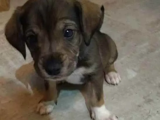 Cachorro ra a Srd idade Abaixo de 2 meses nome Sem nome