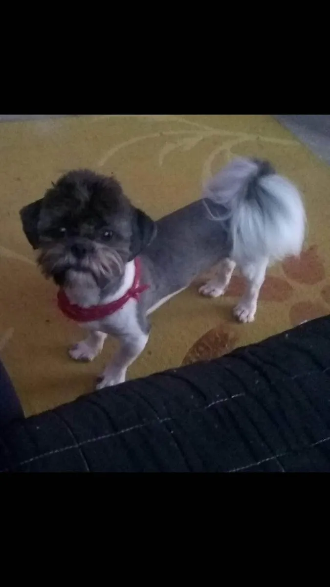 Cachorro ra a Salsicha com viralata e Shitzu idade 6 ou mais anos nome Baby e Sushi 