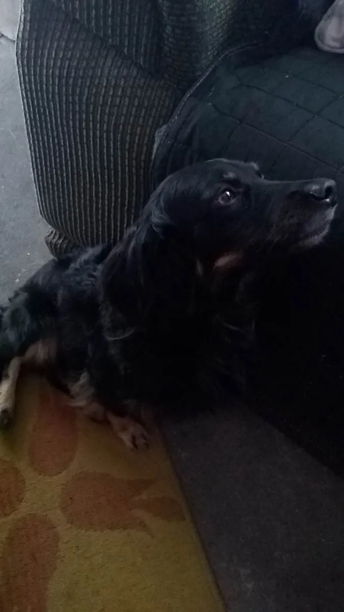Cachorro ra a Salsicha com viralata e Shitzu idade 6 ou mais anos nome Baby e Sushi 