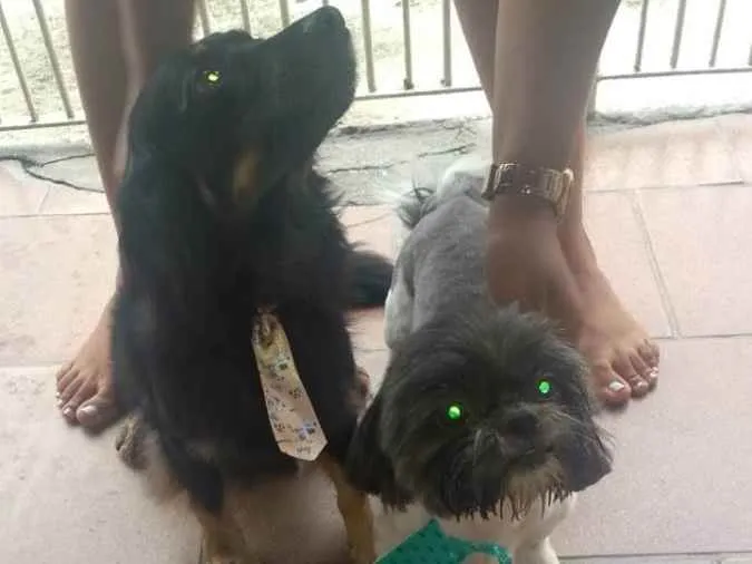 Cachorro ra a Salsicha com viralata e Shitzu idade 6 ou mais anos nome Baby e Sushi 
