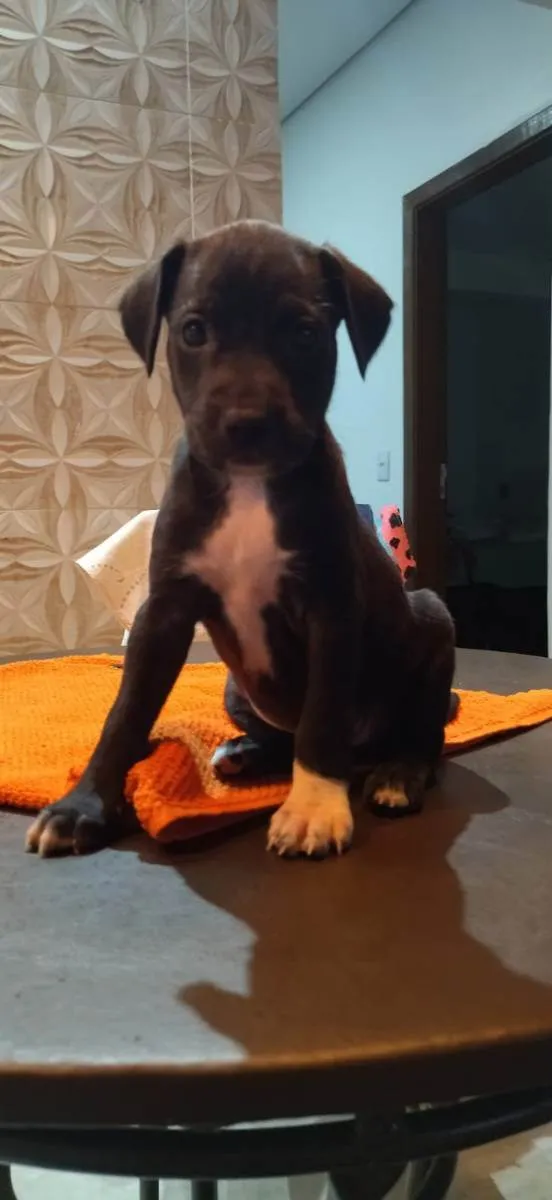 Cachorro ra a Srd idade Abaixo de 2 meses nome Sem nome