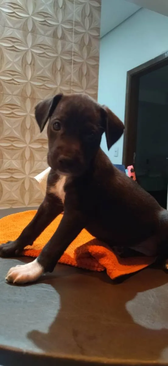 Cachorro ra a Srd idade Abaixo de 2 meses nome Sem nome